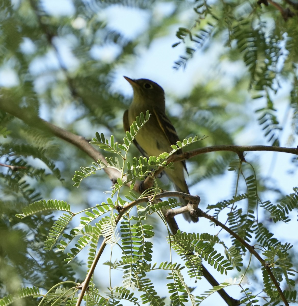 Western Flycatcher (Pacific-slope) - ML608505924