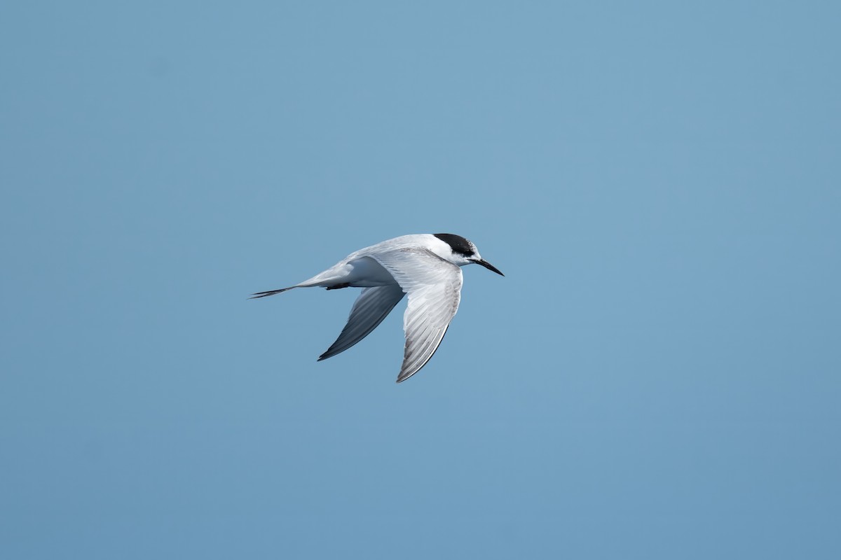 White-fronted Tern - ML608505975