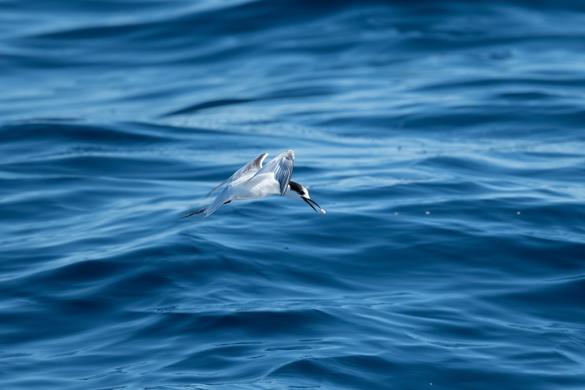 Weißstirn-Seeschwalbe - ML608505979