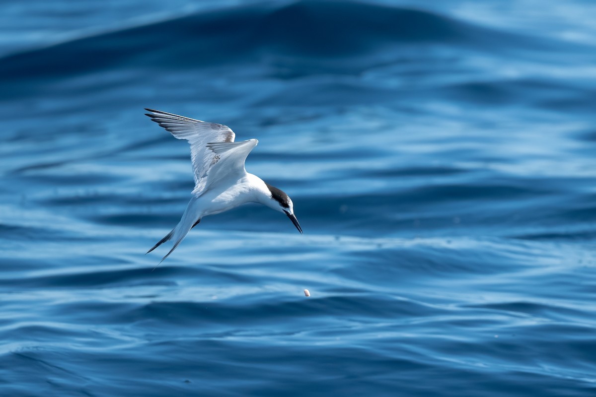 White-fronted Tern - ML608505981
