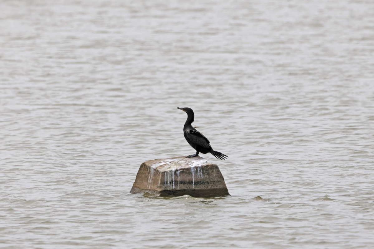 Neotropic Cormorant - ML608506054