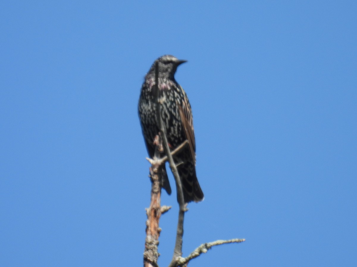 European Starling - ML608506106