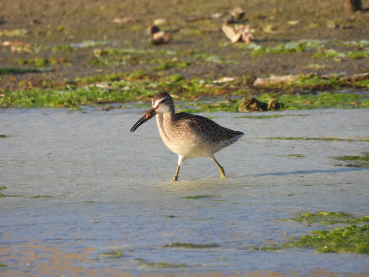 Short-billed Dowitcher - ML608506131