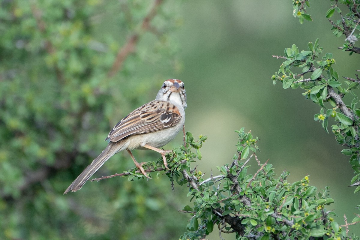 Rufous-winged Sparrow - ML608506160