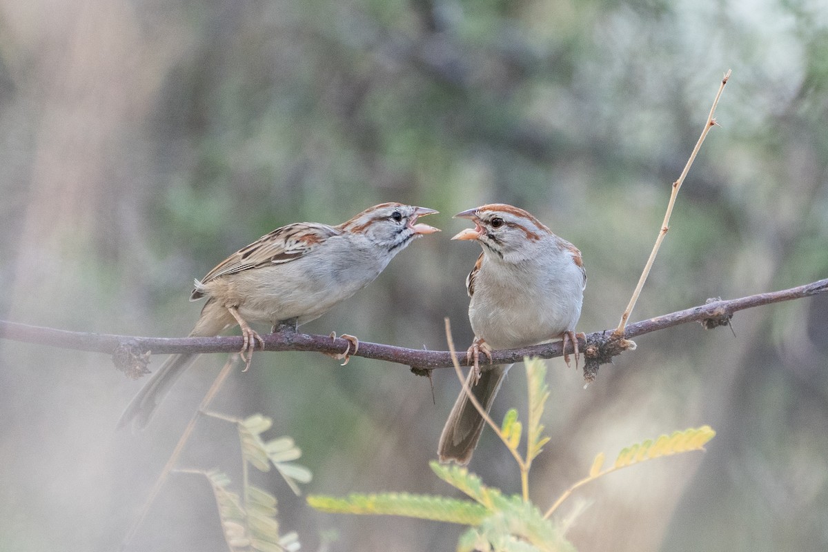 Rufous-winged Sparrow - ML608506162