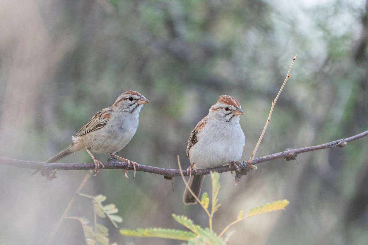 Rufous-winged Sparrow - ML608506163