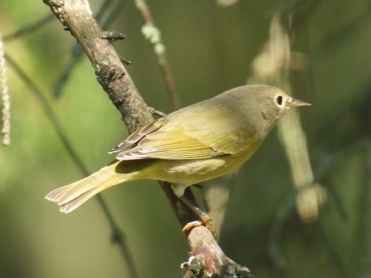 Nashville Warbler - ML608506167