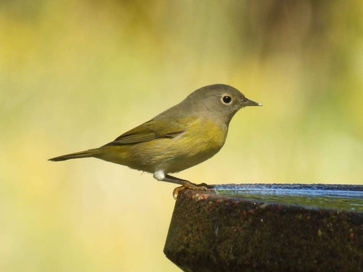 Nashville Warbler - ML608506169