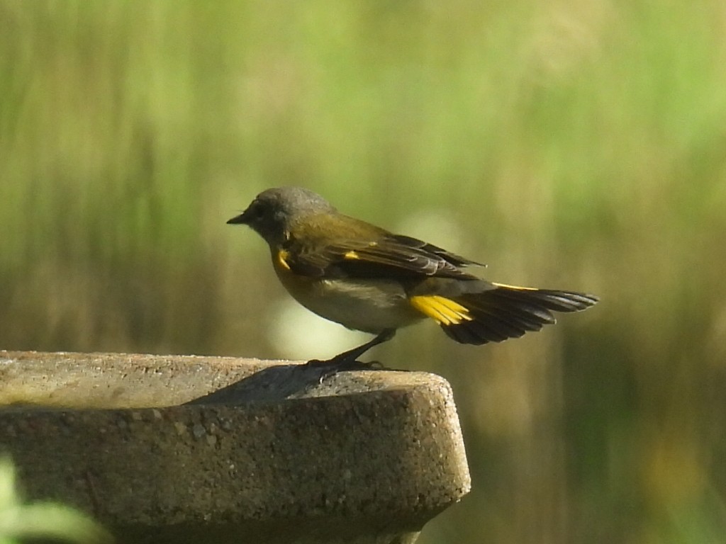 American Redstart - ML608506181