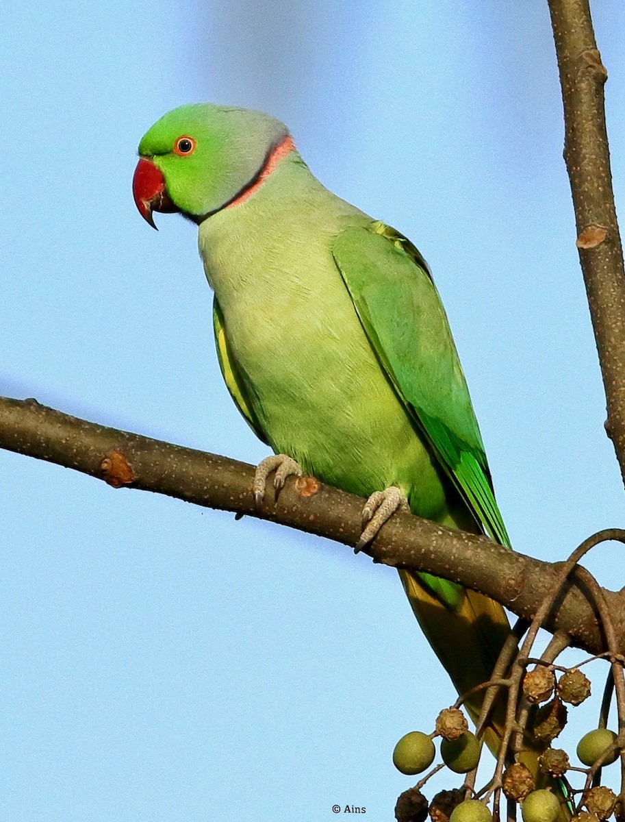 Rose-ringed Parakeet - ML608506273