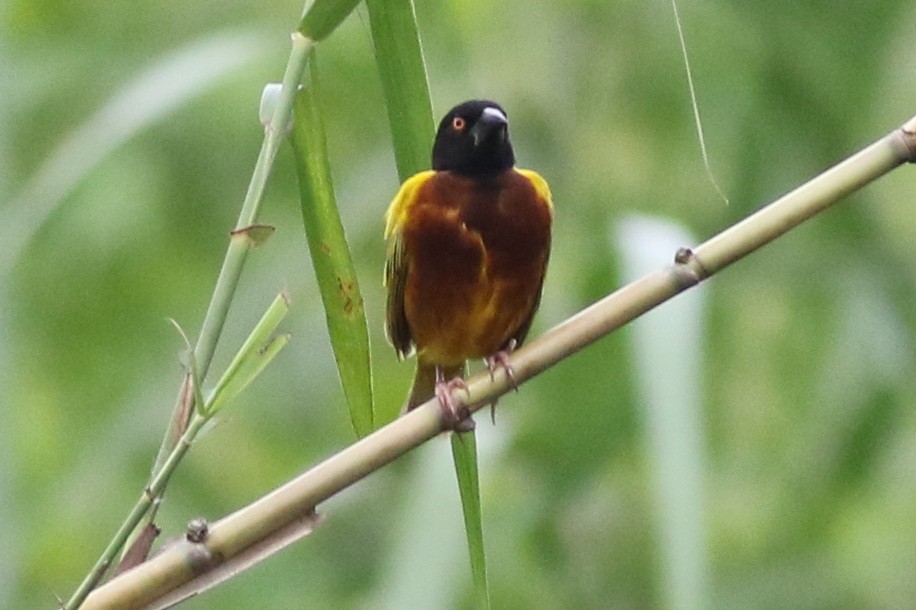 Golden-backed Weaver - Dave O'Connor