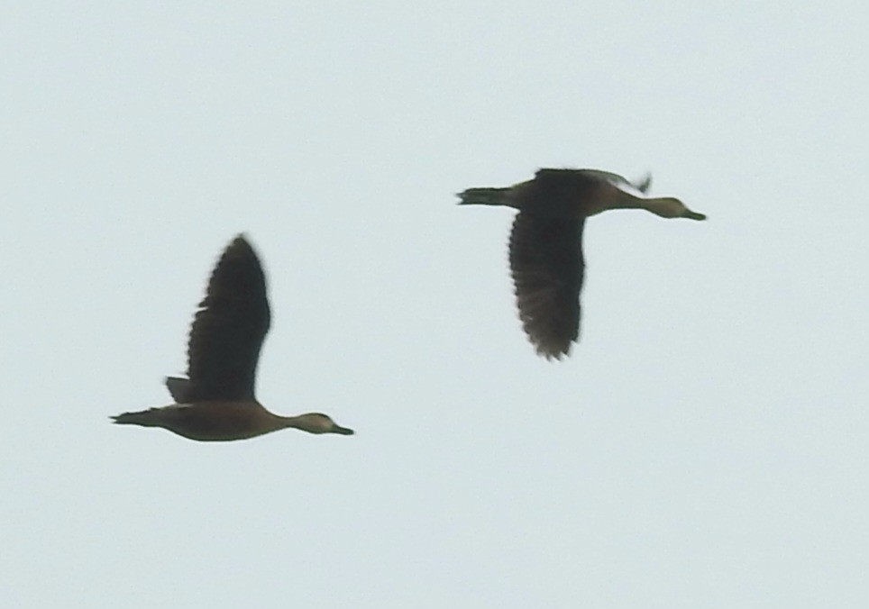 Dendrocygne à lunules - ML608506334