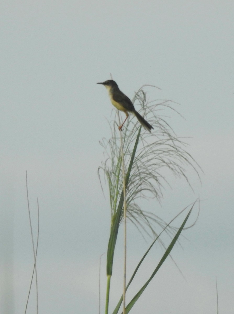 Prinia Ventriamarilla - ML608506388