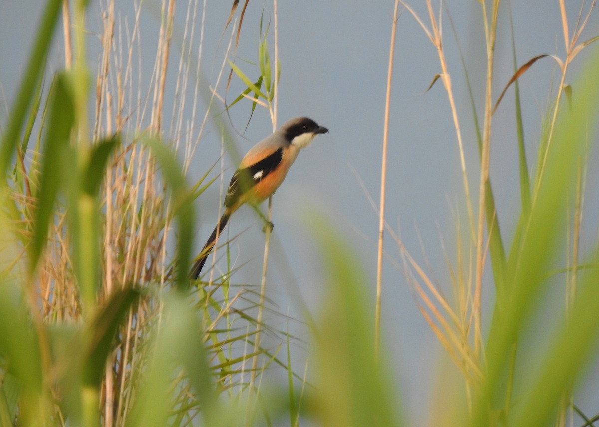 Long-tailed Shrike - ML608506399