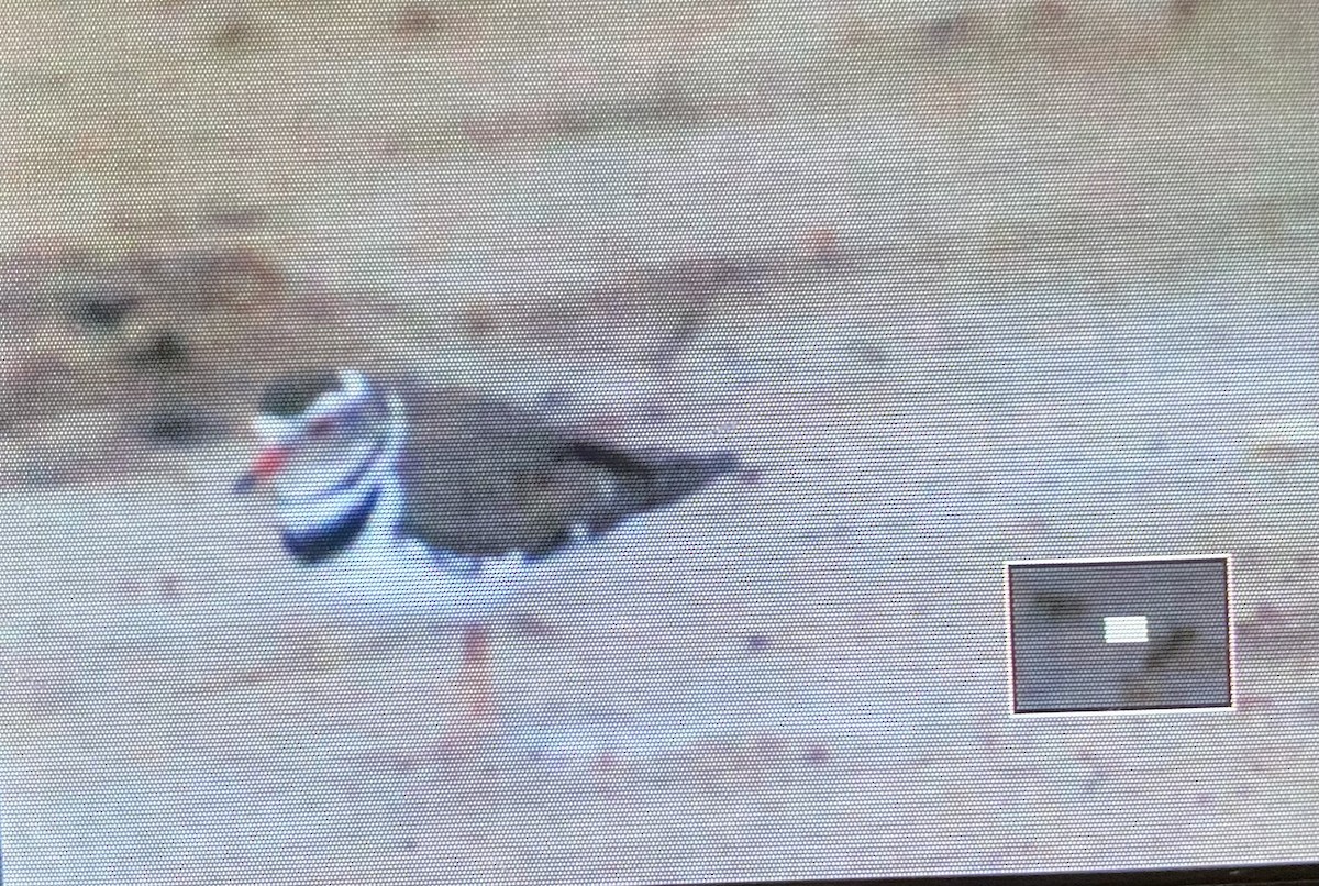 Three-banded Plover - Theo Adam