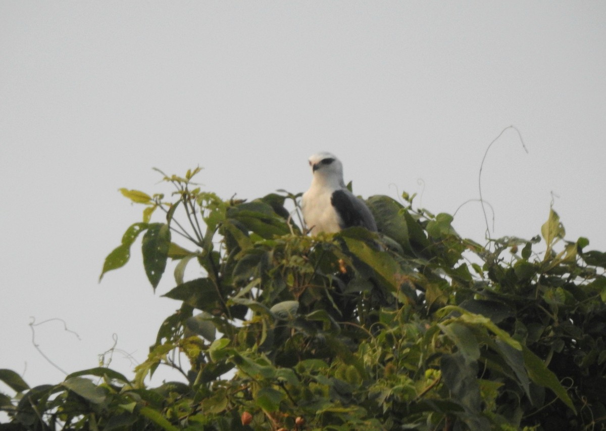 Black-winged Kite - ML608506467