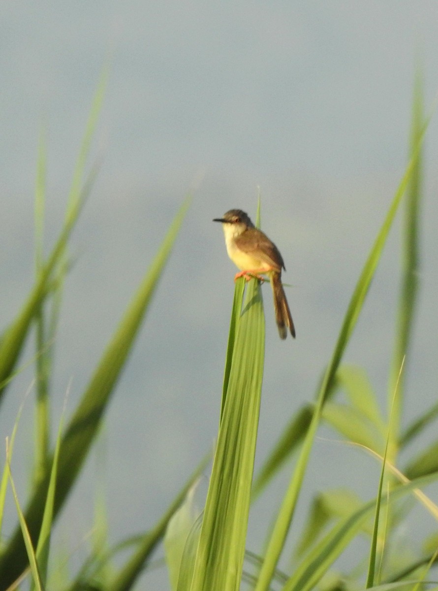 Prinia à ventre jaune - ML608506470