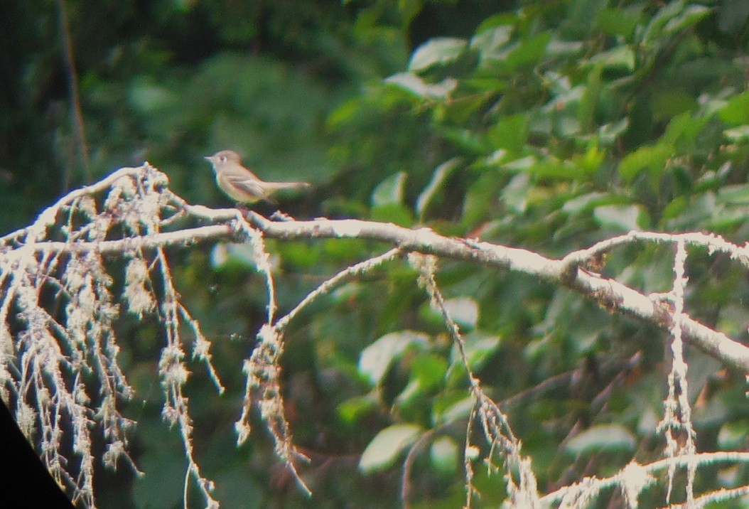 Western Flycatcher (Pacific-slope) - ML608506519