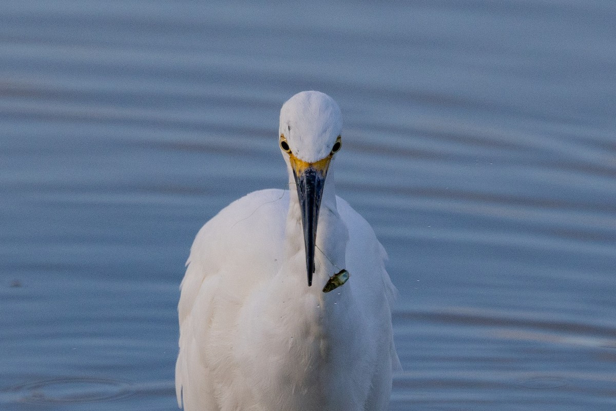 Snowy Egret - ML608506530