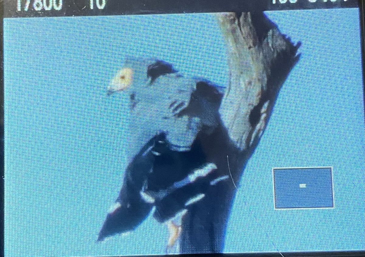 African Harrier-Hawk - ML608506638