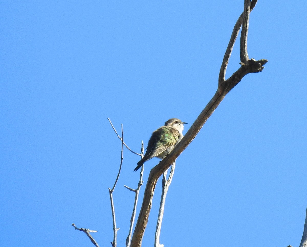 Horsfield's Bronze-Cuckoo - Helen Li