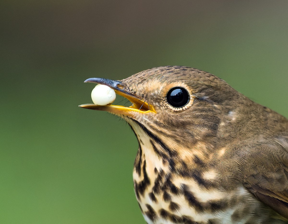 Swainson's Thrush - ML608506712