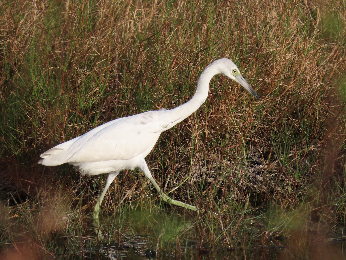 Little Blue Heron - ML608506753