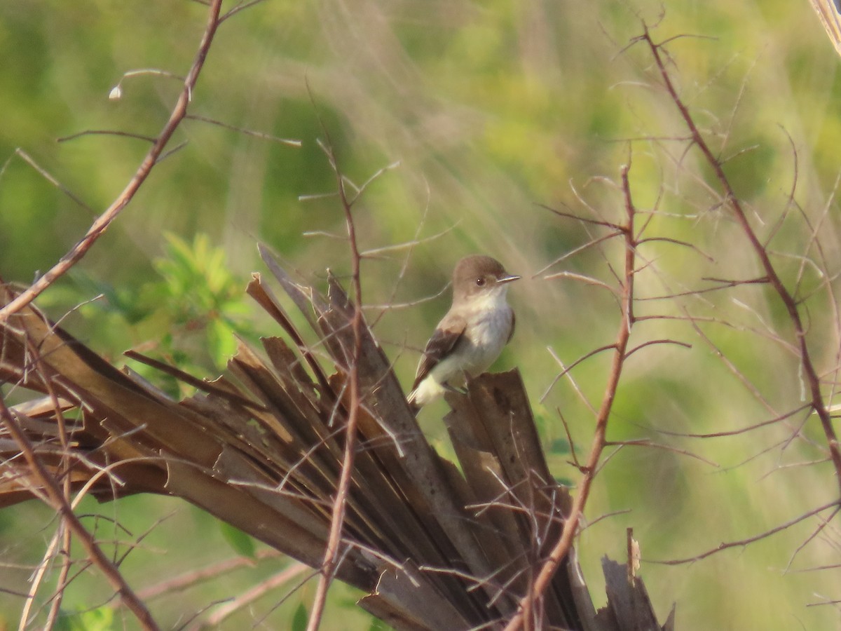 Eastern Phoebe - ML608506762