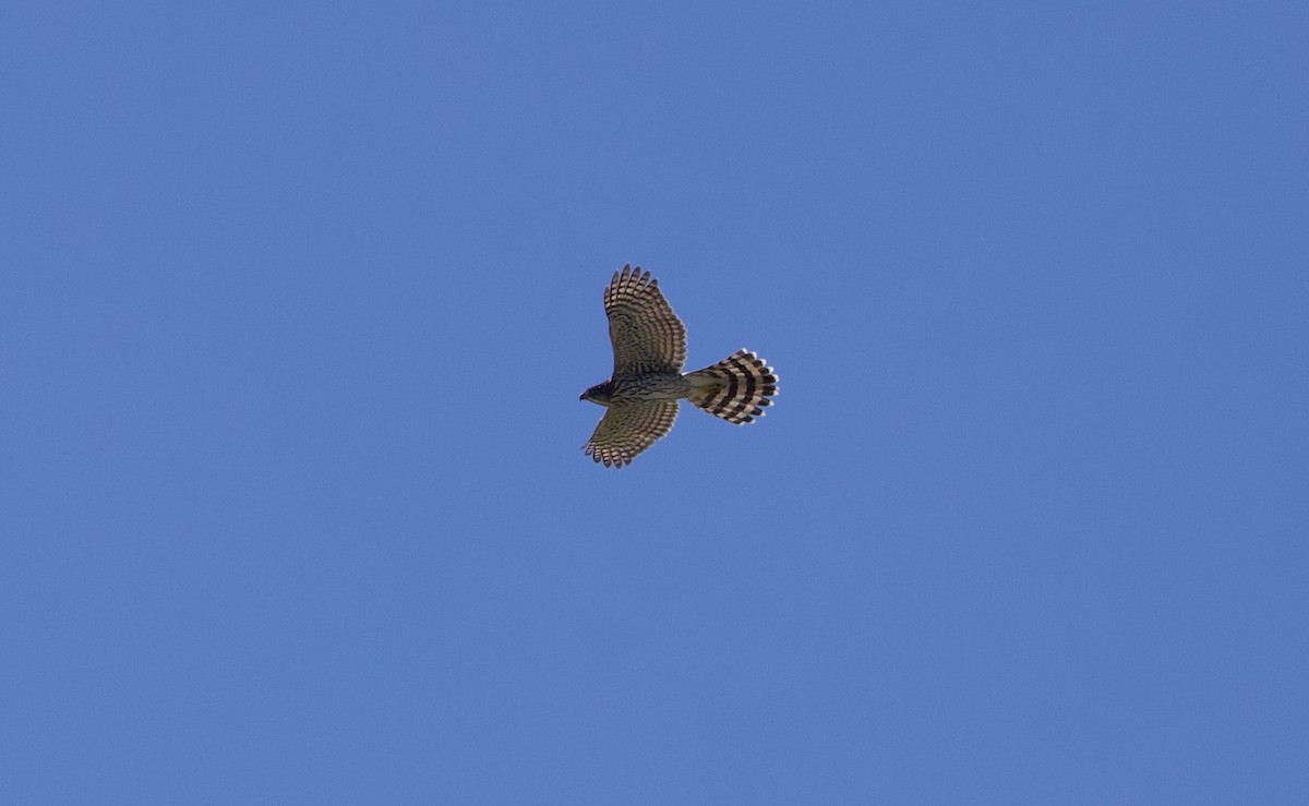Cooper's Hawk - ML608506773