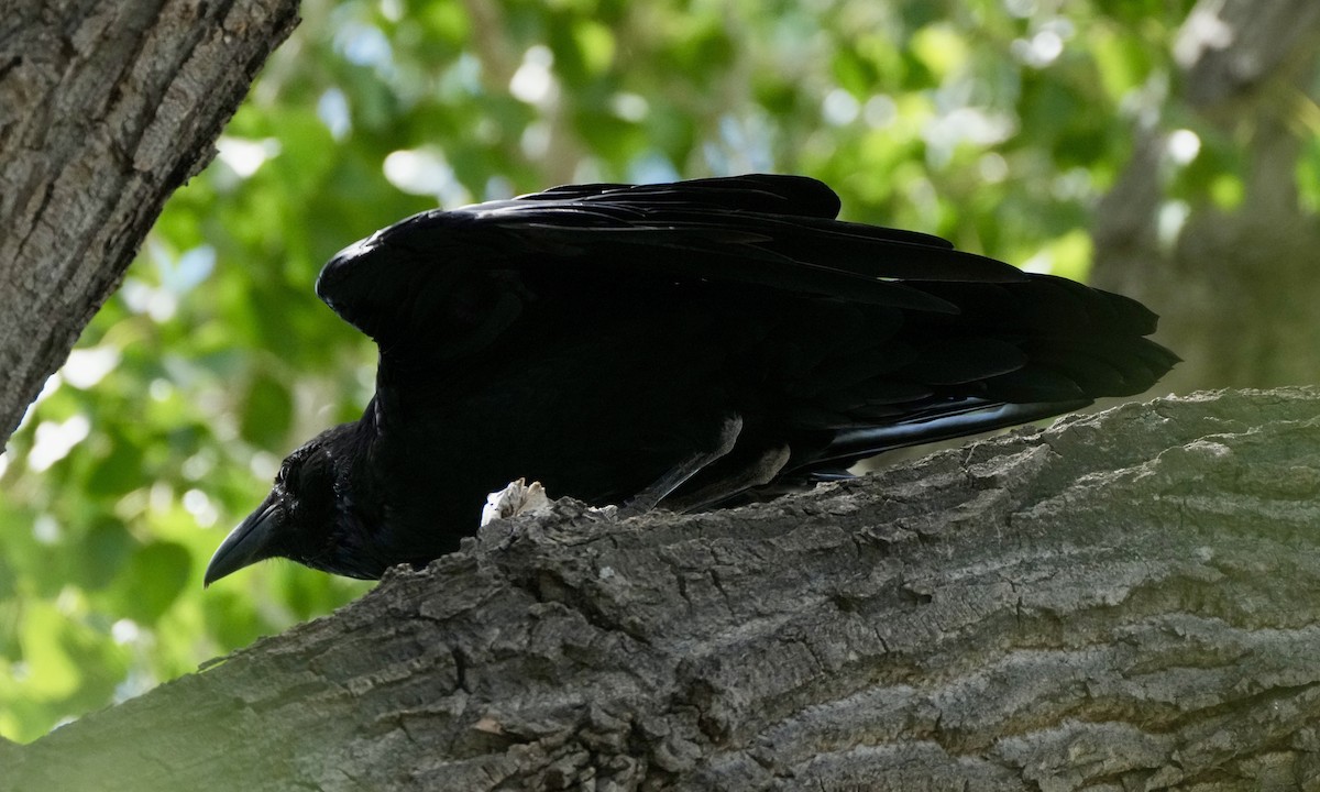 Chihuahuan Raven - ML608506781