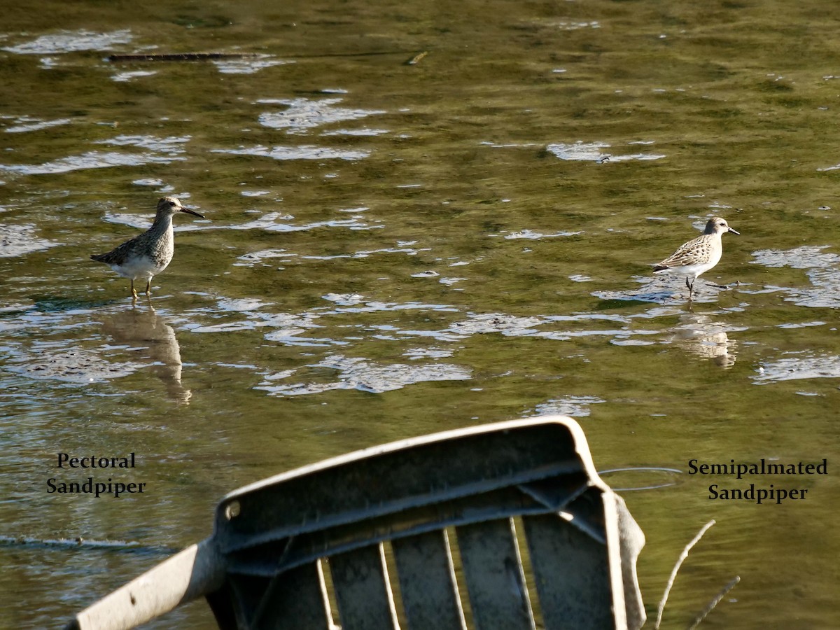 Pectoral Sandpiper - ML608506800