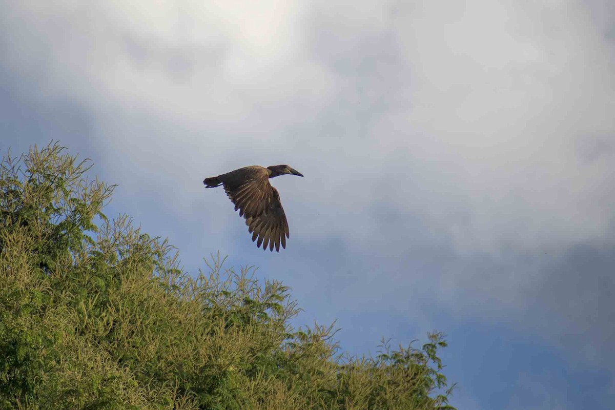 Hamerkop - ML608506952