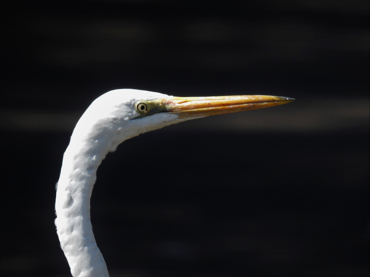 Great Egret - Hayden Pye