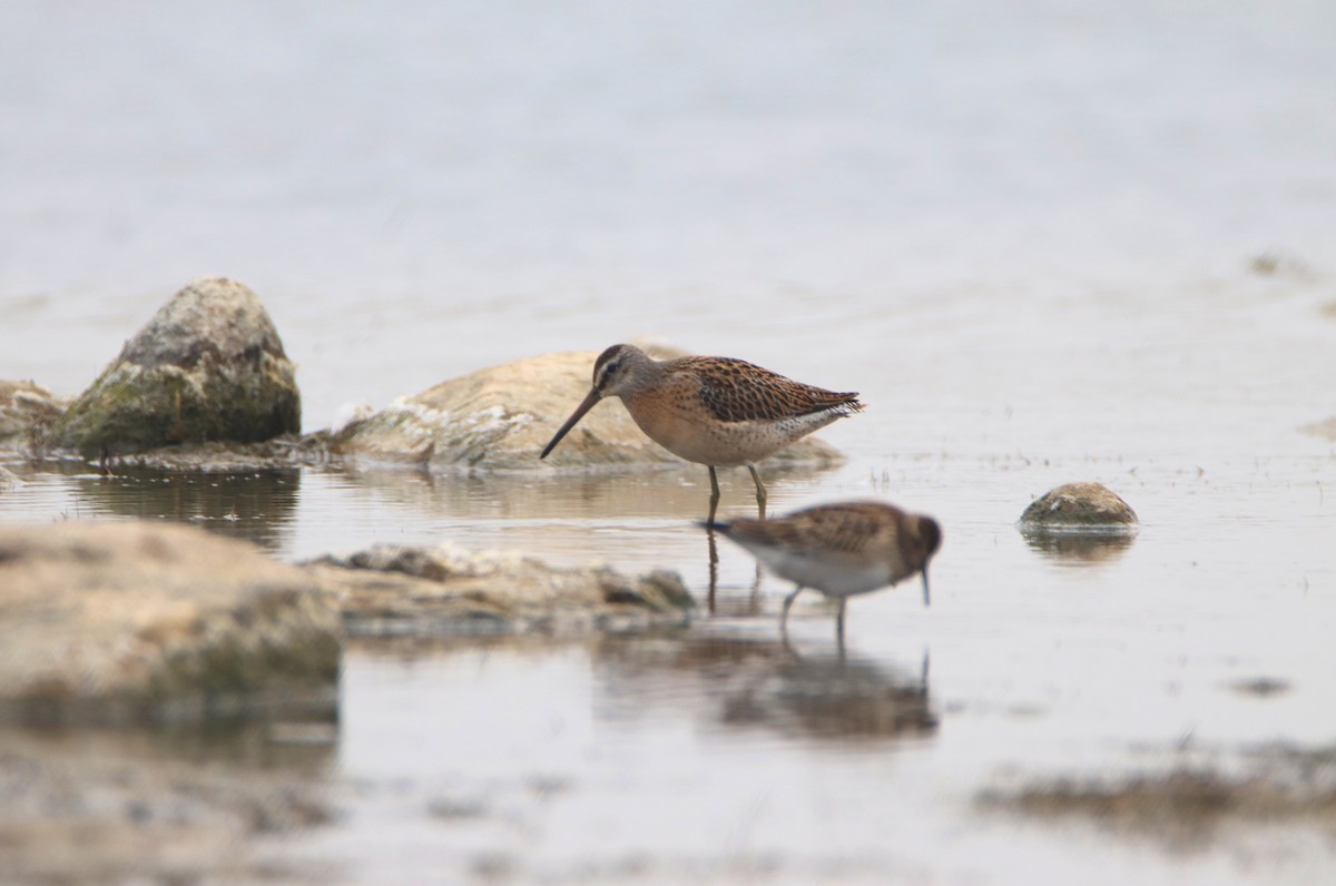 Short-billed Dowitcher - Aaron Veale