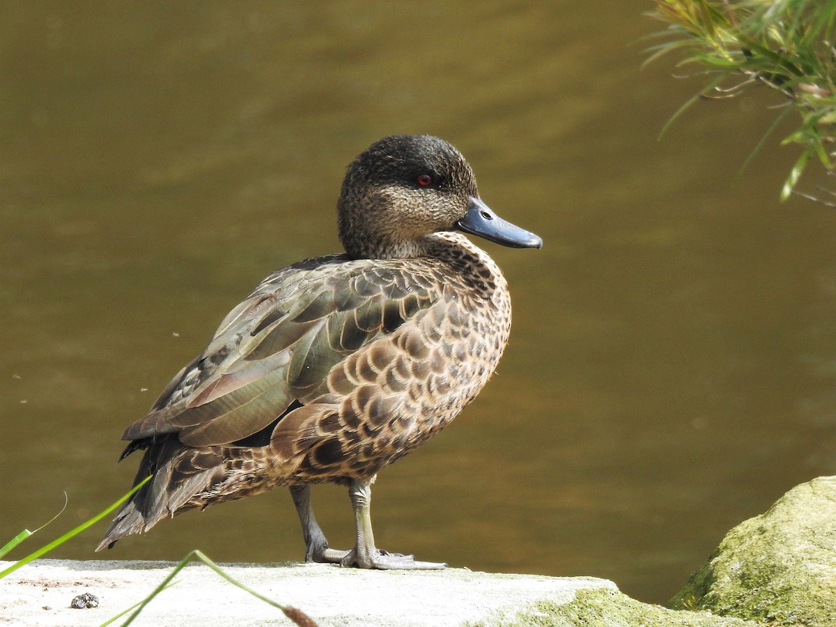 čírka kaštanová - ML608507130