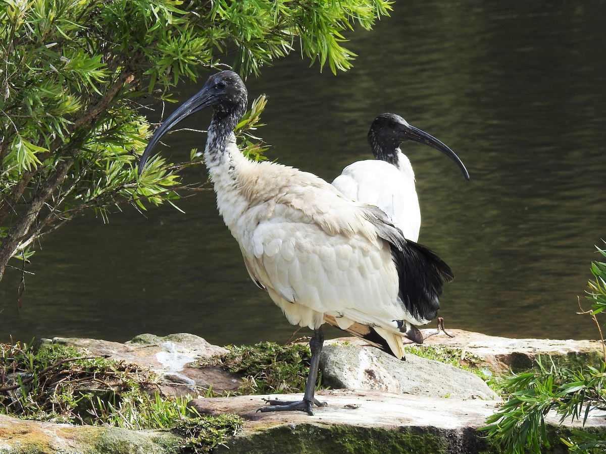 ibis australský - ML608507132