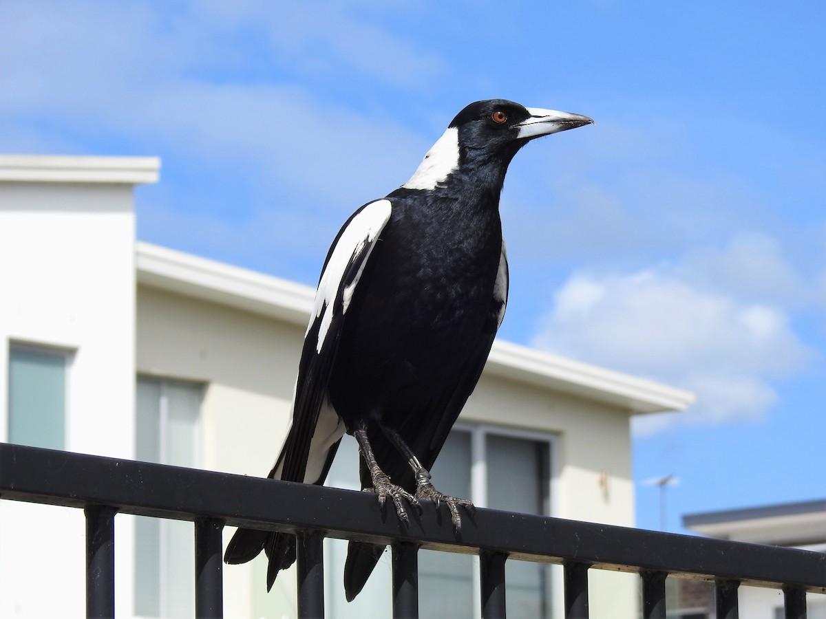 flétňák australský - ML608507135