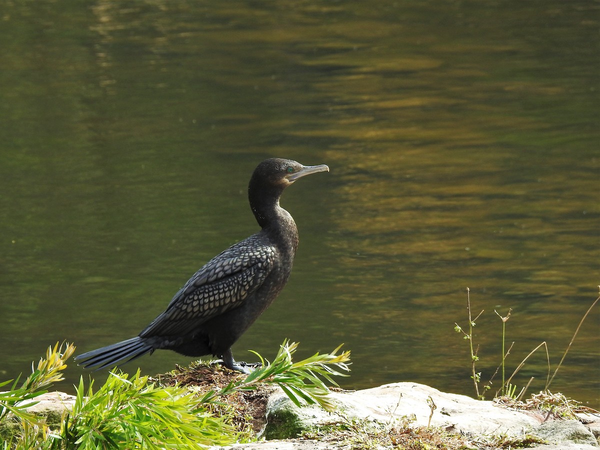 kormorán australský - ML608507137