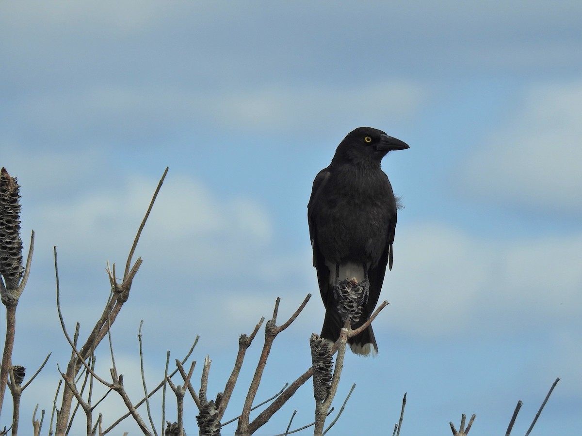 flétňák stračí - ML608507152