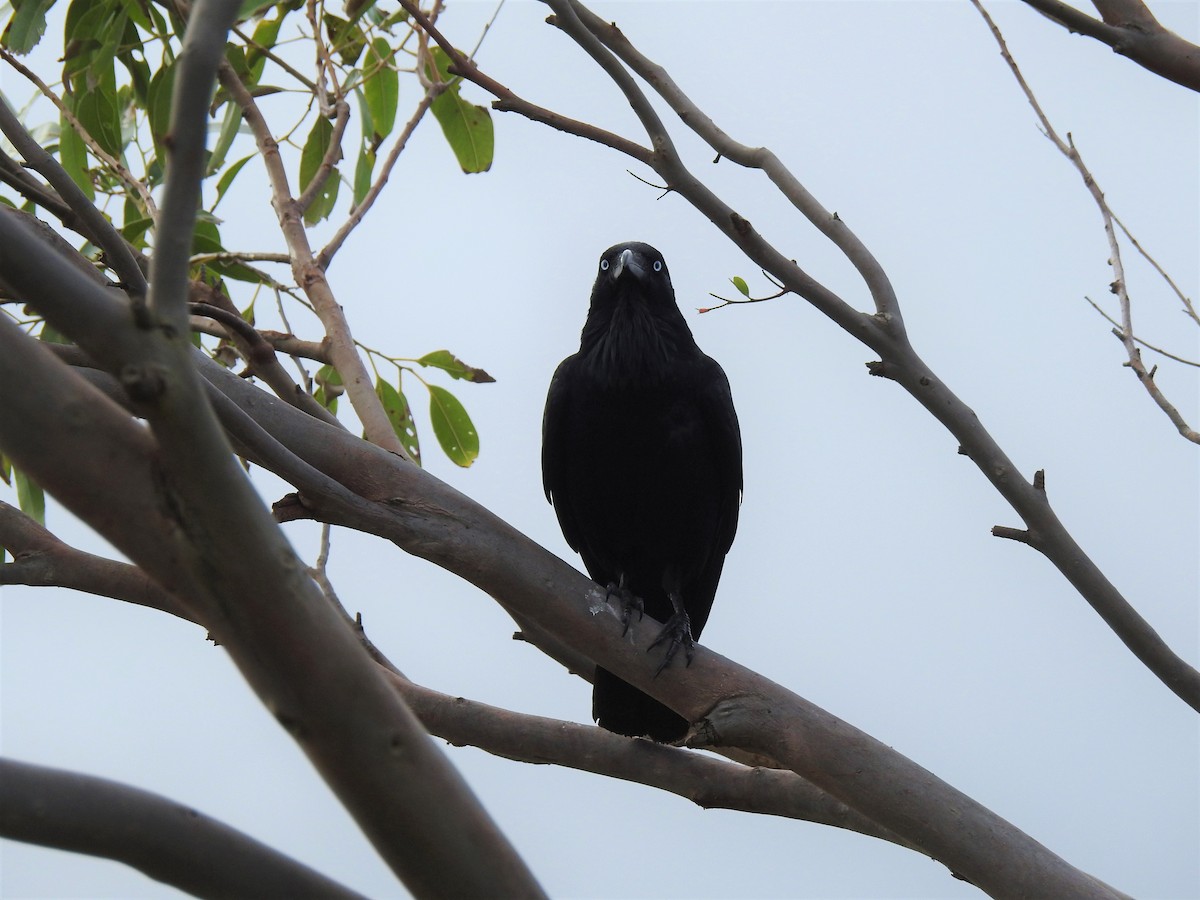 krkavec australský - ML608507156