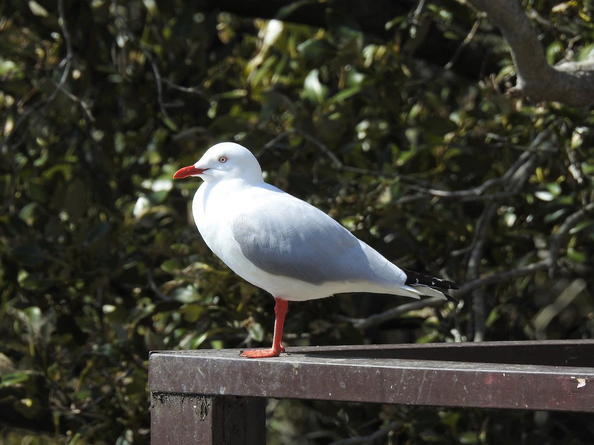 racek australský - ML608507159