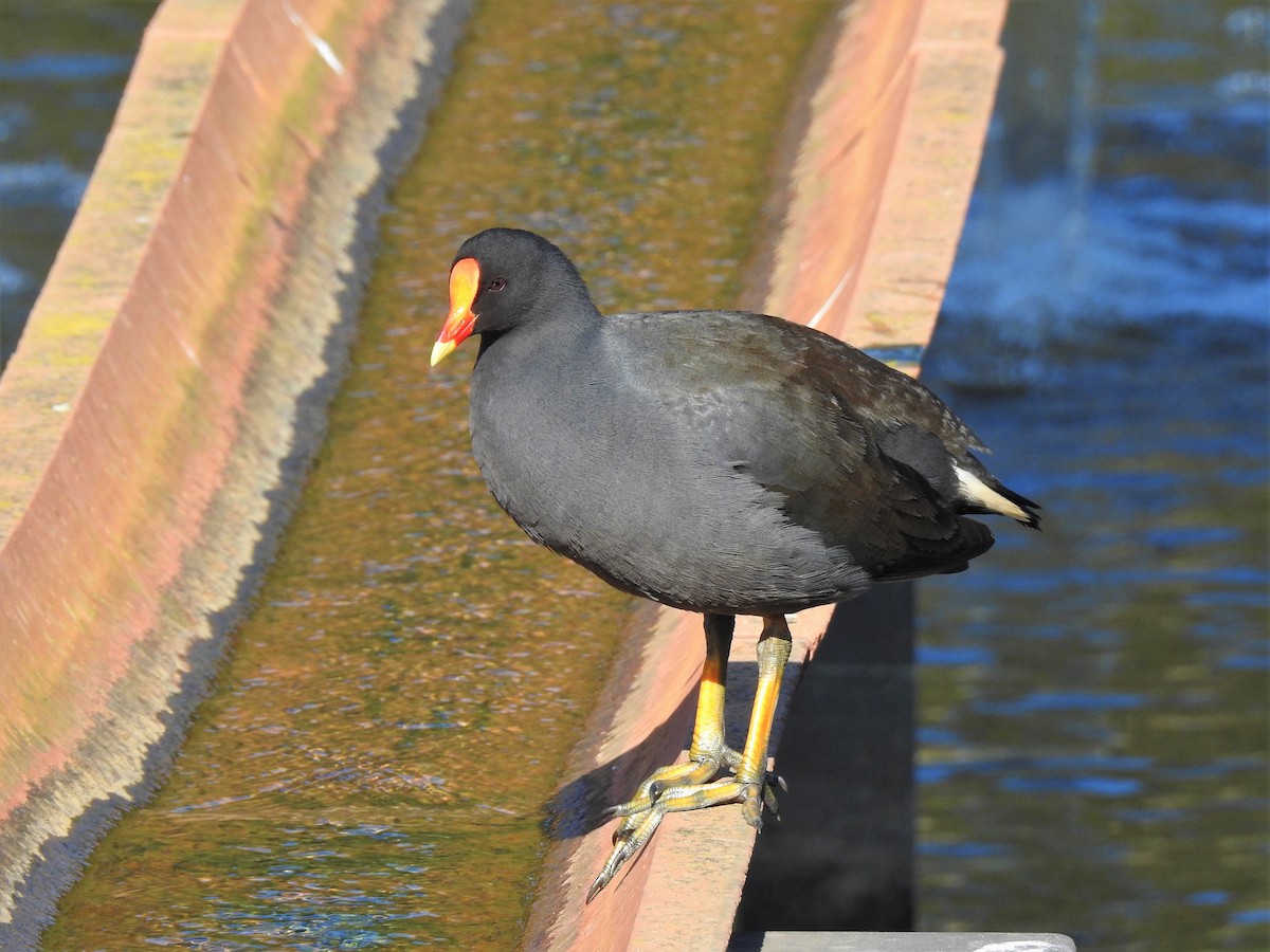 slípka tmavá - ML608507165