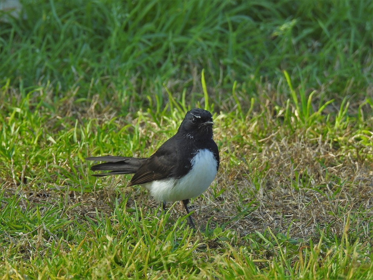 Willie-wagtail - ML608507172