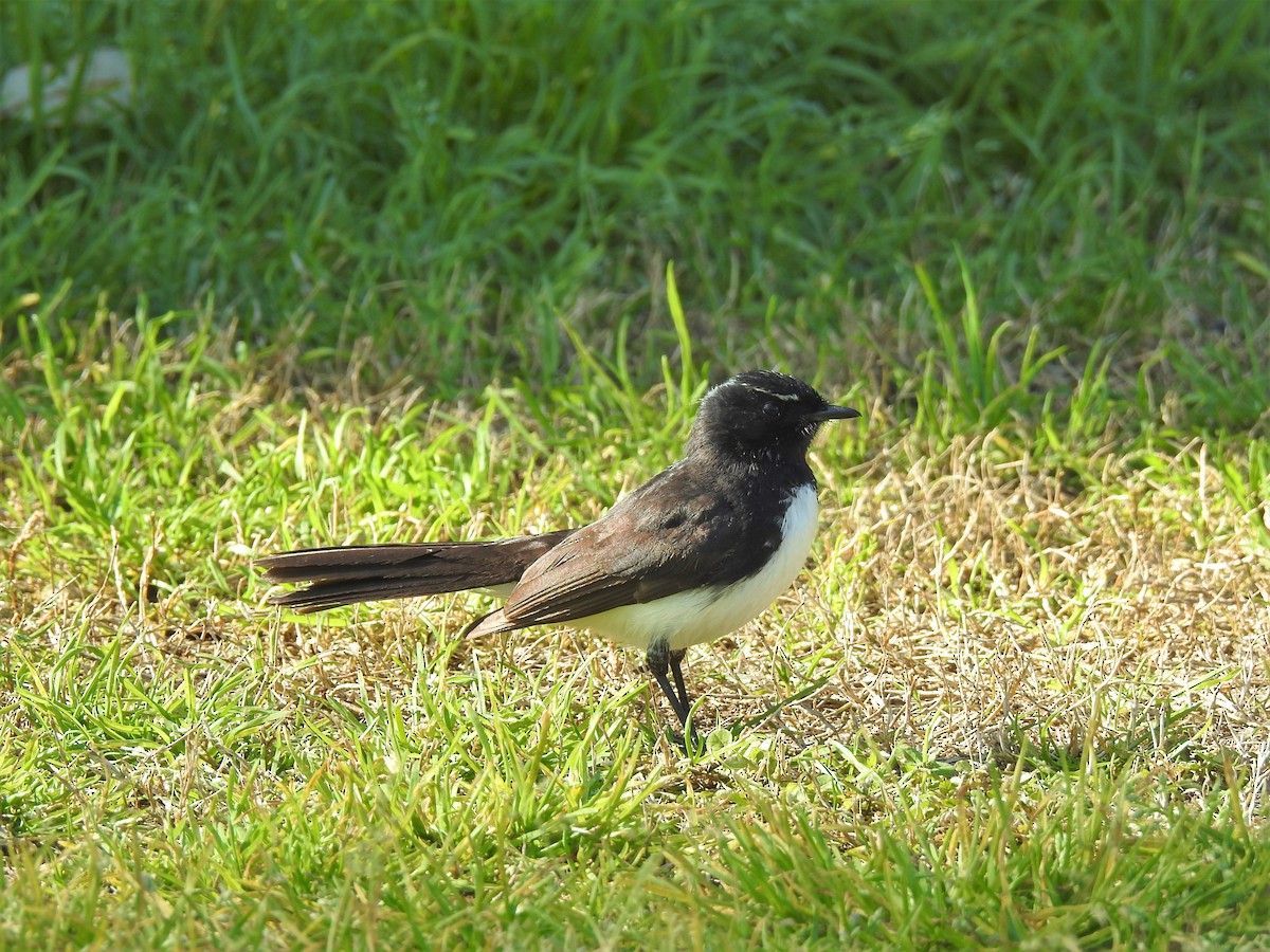 Willie-wagtail - ML608507173