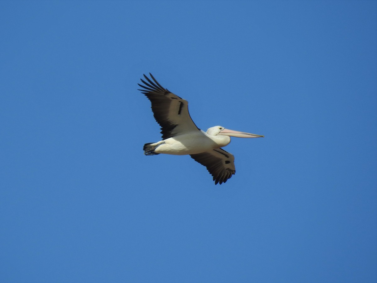 pelikán australský - ML608507178