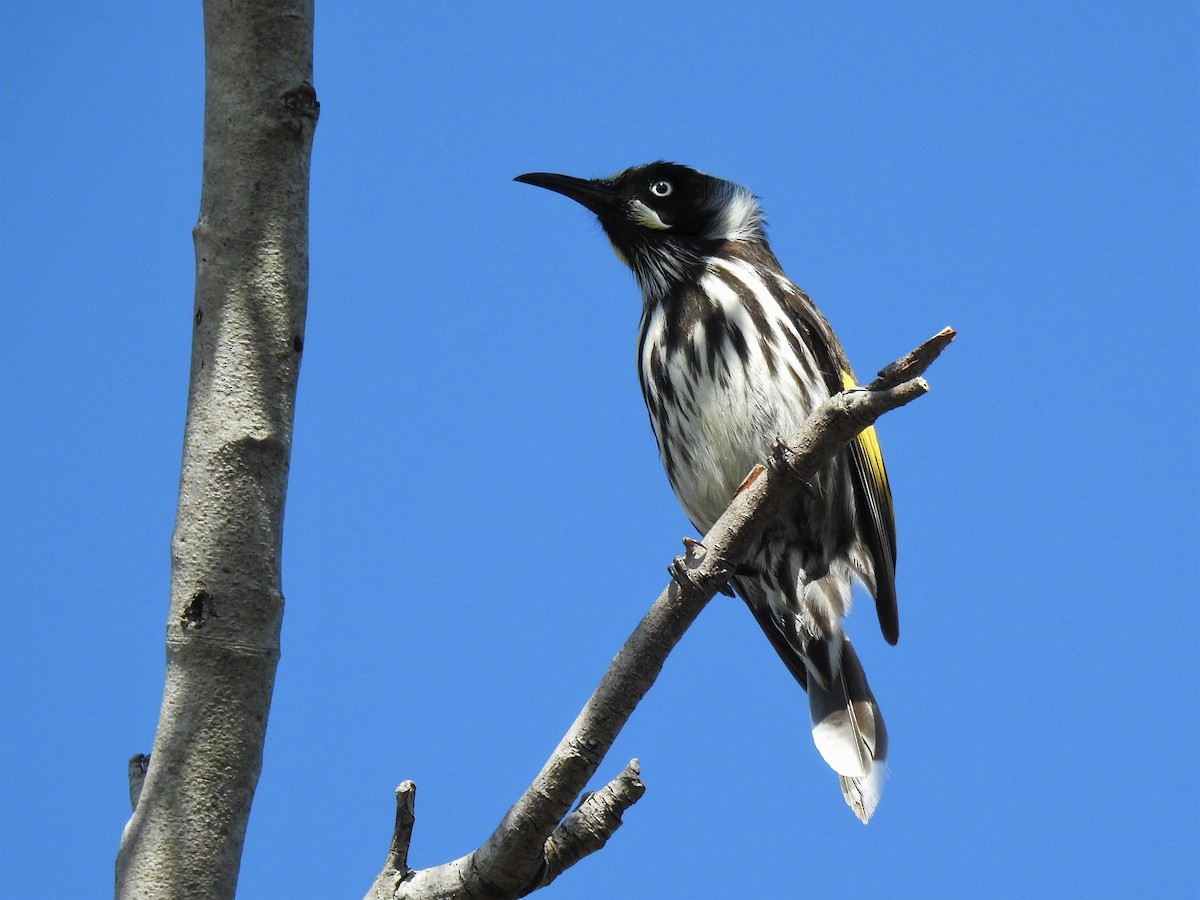 medosavka žlutokřídlá - ML608507187