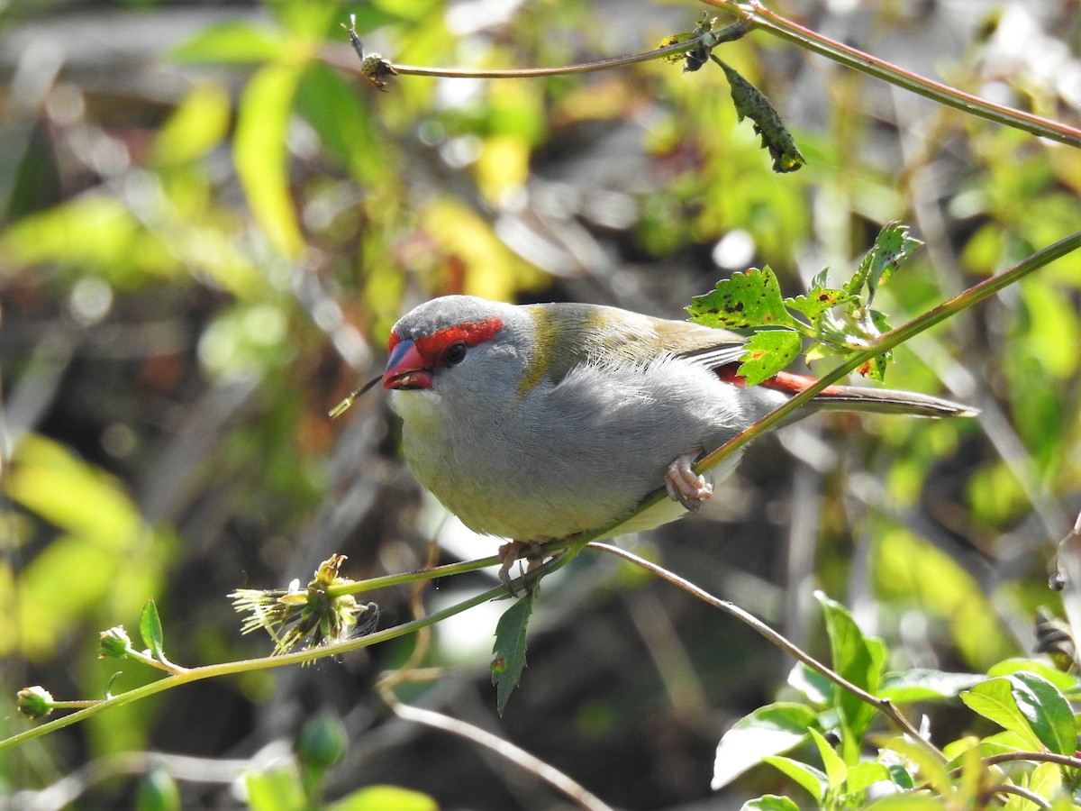 Red-browed Firetail - ML608507189