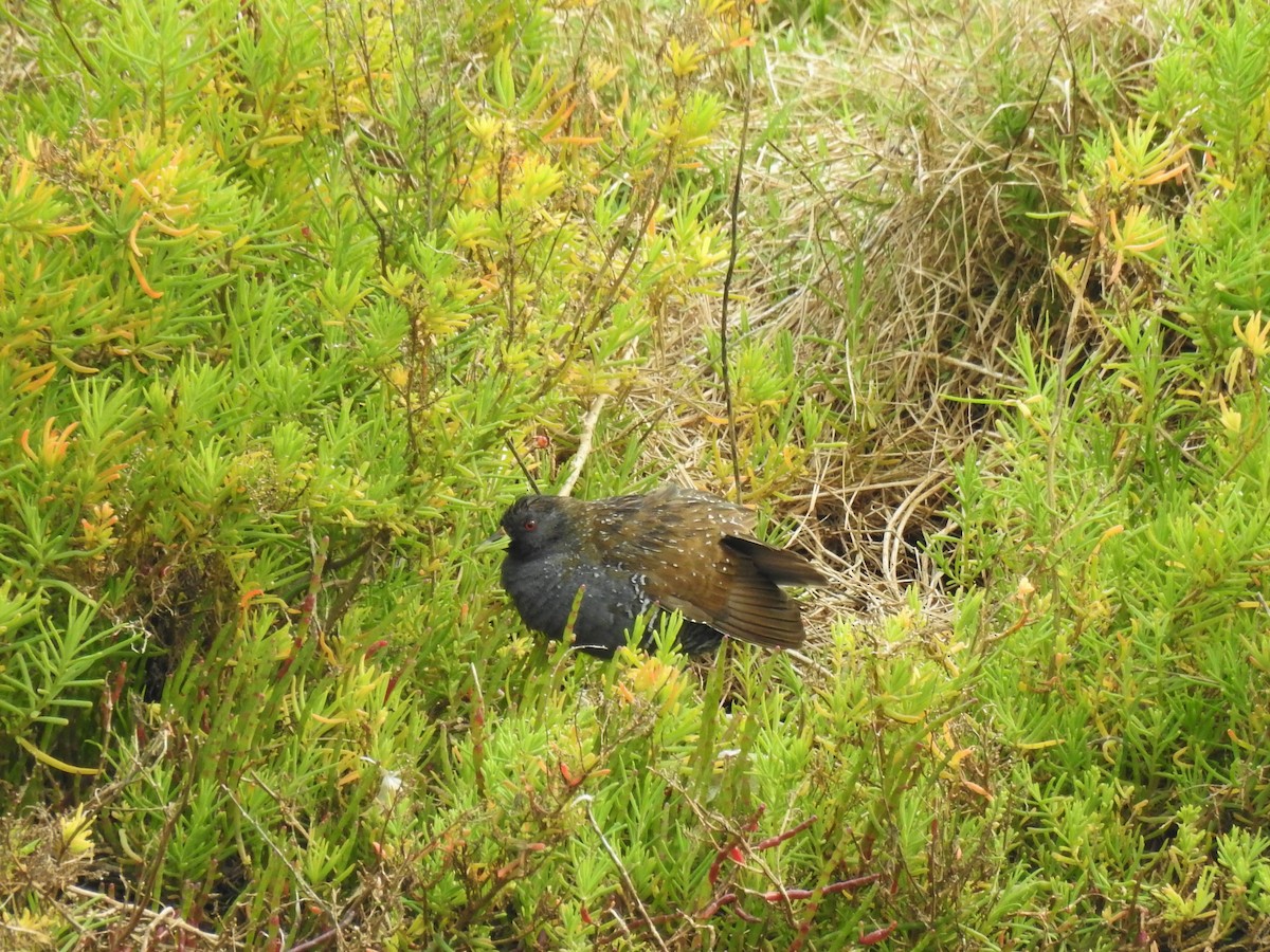 chřástal australský - ML608507196