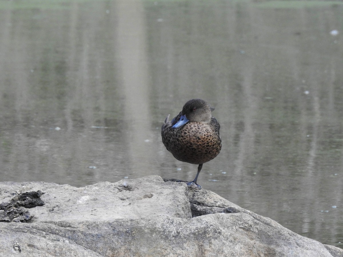 čírka kaštanová - ML608507208