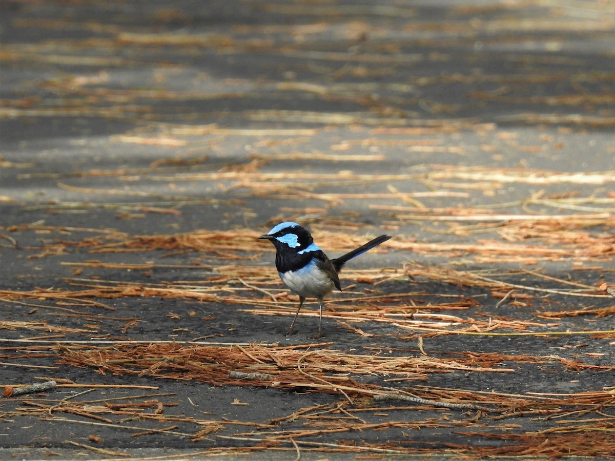 modropláštník nádherný - ML608507212